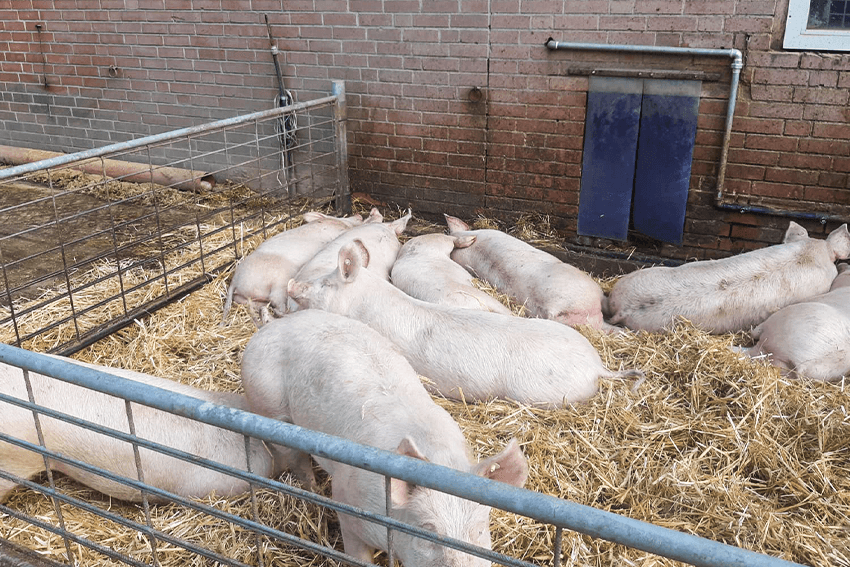 Hassler Qualitätsversprechen glückliche Schweine im Stall